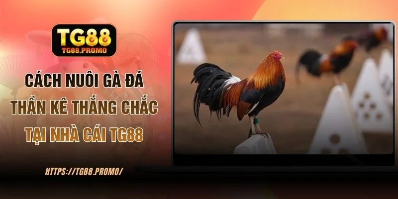 Cách Nuôi Gà Đá Thần Kê Thắng Chắc Tại Nhà Cái TG88